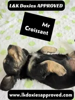Mr Croissant 785-821-1920 LH, a male Miniature Dachshund for sale in Arapahoe, CO – 3 of 10