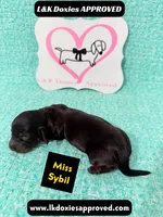 Miss Sybil 785-821-1920, a female Miniature Dachshund for sale in Arapahoe, CO – 4 of 10