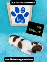 Mr Sphynx 795-821-1920 LH, a male Miniature Dachshund for sale in Arapahoe, CO – 6 of 10