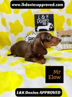 Mr Elow No Merle Genes SH, a male Miniature Dachshund for sale in Arapahoe, CO – 9 of 10