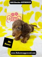 Mr Kona LH  785-821-1920, a female Miniature Dachshund for sale in Arapahoe, CO – 6 of 10