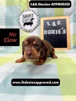 Mr Elon No Merle Genes SH, a male Miniature Dachshund for sale in Arapahoe, CO – 8 of 10