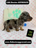 Mr Alfie 795-821-1920, a male Miniature Dachshund for sale in Arapahoe, CO – 9 of 9