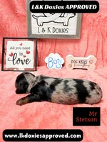 Mr Stetson Dapple LH , a male Miniature Dachshund for sale in Arapahoe, CO – 3 of 10