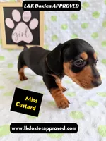 Miss Custard 785-821-1920 SH , a female Miniature Dachshund for sale in Arapahoe, CO – 3 of 10