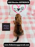 Miss Jello, a female Miniature Dachshund for sale in Arapahoe, CO – 10 of 10