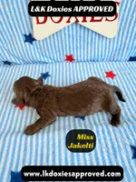 Miss Jakelti, a female Miniature Dachshund for sale in Arapahoe, CO – 7 of 9
