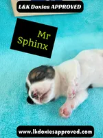 Mr Sphynx 795-821-1920 LH, a male Miniature Dachshund for sale in Arapahoe, CO – 7 of 10