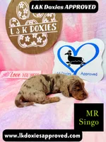 Mr Singo , a female Miniature Dachshund for sale in Arapahoe, CO – 10 of 10
