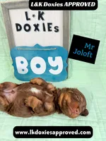 Mr Jollof 795-821-1920 LH, a male Miniature Dachshund for sale in Arapahoe, CO – 5 of 10