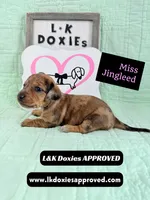 Miss Jingleed 785-821-1920 SH, a female Miniature Dachshund for sale in Arapahoe, CO – 10 of 10