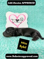 Miss Sybil 785-821-1920, a female Miniature Dachshund for sale in Arapahoe, CO – 10 of 10