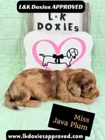 Miss Java Plum 785-821-1920, a female Miniature Dachshund for sale in Arapahoe, CO – 2 of 10