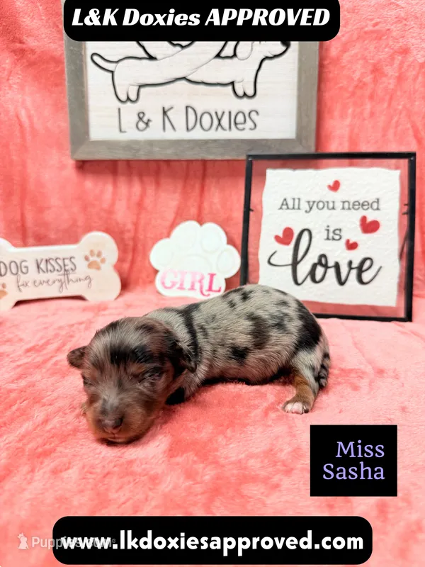 Miss Sasha Dapple LH  – Miniature Dachshund puppy for sale in Arapahoe, CO