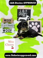 Miss Cherry 🍒LH 785-821-1920, a female Miniature Dachshund for sale in Arapahoe, CO – 5 of 10