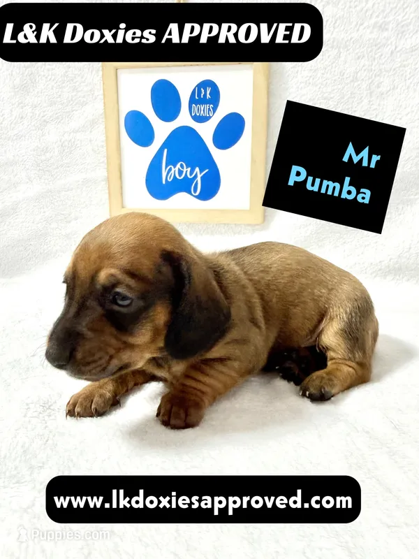 Mr Pumba 785-821-1920 – Miniature Dachshund puppy for sale in Arapahoe, CO