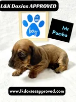 Mr Pumba 785-821-1920, a male Miniature Dachshund for sale in Arapahoe, CO – 1 of 10