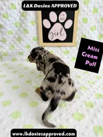 Miss Cream Puff 785-821-1920, a female Miniature Dachshund for sale in Arapahoe, CO – 10 of 10