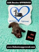 Mr Stew 785-821-1920, a male Miniature Dachshund for sale in Arapahoe, CO – 6 of 10