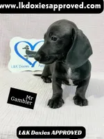 Mr Gambler SH ❤️, a male Miniature Dachshund for sale in Arapahoe, CO – 2 of 10