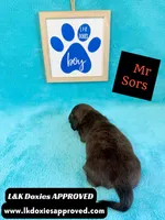 Mr Sors 785-821–1920 LH , a male Miniature Dachshund for sale in Arapahoe, CO – 10 of 10