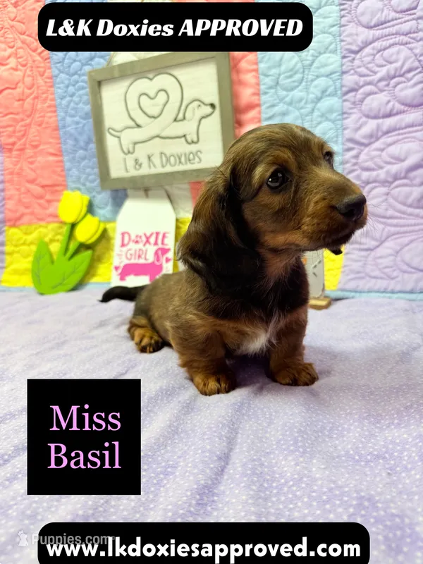 Miss Basil – Miniature Dachshund puppy for sale in Arapahoe, CO
