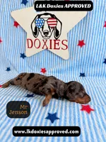 Mr Jenson, a male Miniature Dachshund for sale in Arapahoe, CO – 8 of 10