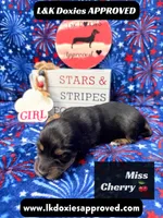 Miss Cherry 785-821-1920, a female Miniature Dachshund for sale in Arapahoe, CO – 7 of 10
