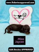 Miss Jaycee , a female Miniature Dachshund for sale in Arapahoe, CO – 9 of 10