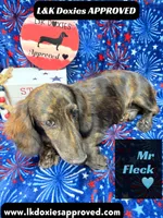 Mr FLECK NO DAPPLE 💙, a male Miniature Dachshund for sale in Arapahoe, CO – 2 of 10