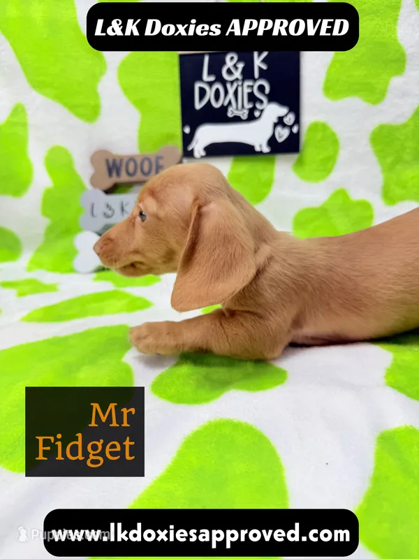 Mr Fidget – Miniature Dachshund puppy for sale in Arapahoe, CO