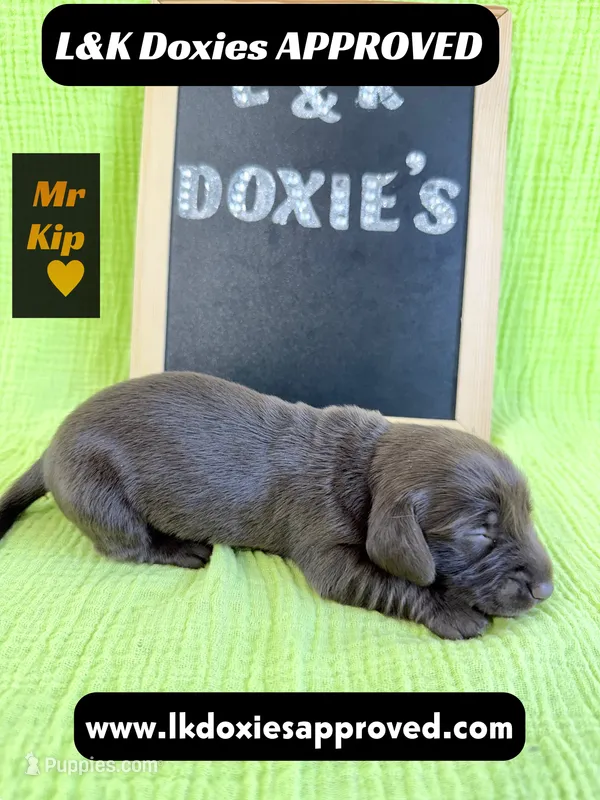 Mr. Kip 785-821-1920 – Miniature Dachshund puppy for sale in Arapahoe, CO