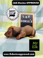 Mr Elk, a male Miniature Dachshund for sale in Arapahoe, CO – 9 of 10