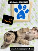 Mr Crumble 785-821-1920 LH , a male Miniature Dachshund for sale in Arapahoe, CO – 4 of 10