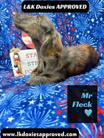 Mr FLECK NO DAPPLE 💙, a male Miniature Dachshund for sale in Arapahoe, CO – 9 of 10