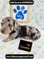Mr Crumble 785-821-1920 LH , a male Miniature Dachshund for sale in Arapahoe, CO – 3 of 10