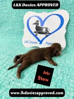 Mr Stew 785-821-1920, a male Miniature Dachshund for sale in Arapahoe, CO – 1 of 10