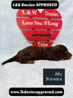 Mr Soomer LH 785-821-1920, a male Miniature Dachshund for sale in Arapahoe, CO – 4 of 10