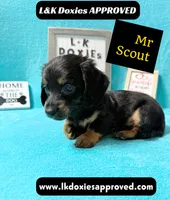 Mr Scout 785-821-1920, a male Miniature Dachshund for sale in Arapahoe, CO – 4 of 10