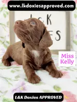Miss Kelly 785-821-1920 LH, a female Miniature Dachshund for sale in Arapahoe, CO – 3 of 10