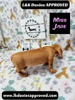 Miss Jade Dapple 🩷, a female Miniature Dachshund for sale in Arapahoe, CO – 6 of 8