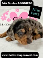 Miss Patzi DAPPLE text 785-821-1920, a female Miniature Dachshund for sale in Arapahoe, CO – 2 of 9