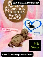 Mr Singo , a female Miniature Dachshund for sale in Arapahoe, CO – 5 of 10