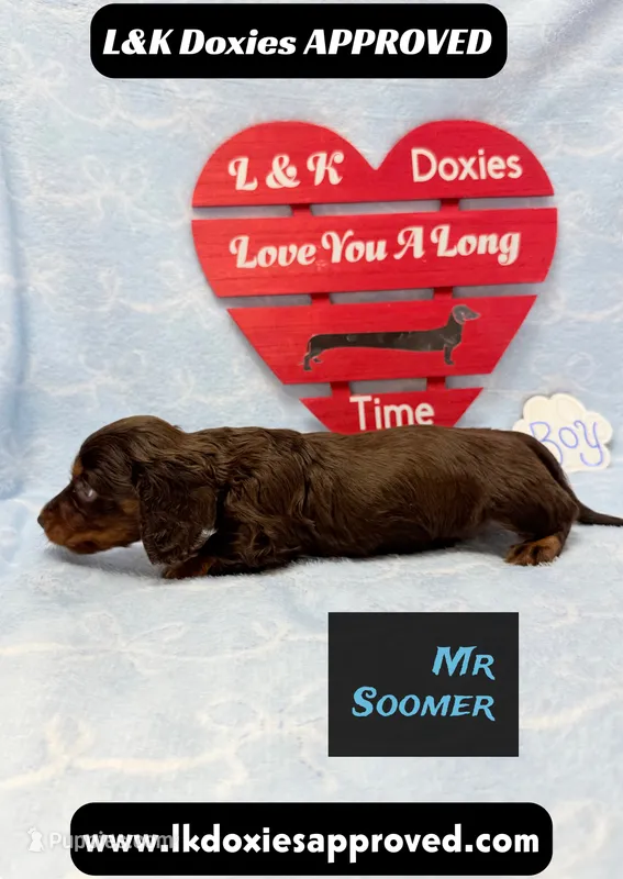 Mr Soomer LH – Miniature Dachshund puppy for sale in Arapahoe, CO