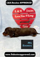 Mr Soomer LH 785-821-1920, a male Miniature Dachshund for sale in Arapahoe, CO – 1 of 10