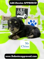 Mr Chino LH , a male Miniature Dachshund for sale in Arapahoe, CO – 2 of 10