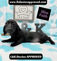 Miss Faith 785-821-1920, a female Miniature Dachshund for sale in Arapahoe, CO – 2 of 9