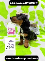 Miss Song 🎶785-821-1920, a female Miniature Dachshund for sale in Arapahoe, CO – 4 of 10