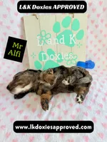 Mr Alfie 795-821-1920, a male Miniature Dachshund for sale in Arapahoe, CO – 6 of 9
