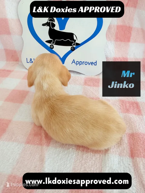 Mr Jinko  – Miniature Dachshund puppy for sale in Arapahoe, CO
